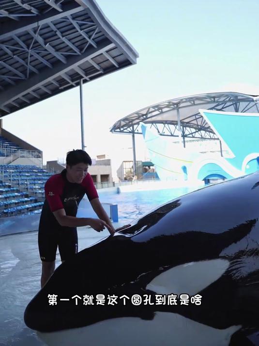 虎鲸的身体基本构造你了解不？