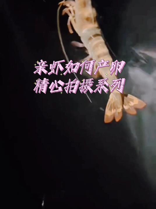 亲虾,是如何产卵的!?今天就跟你揭露!