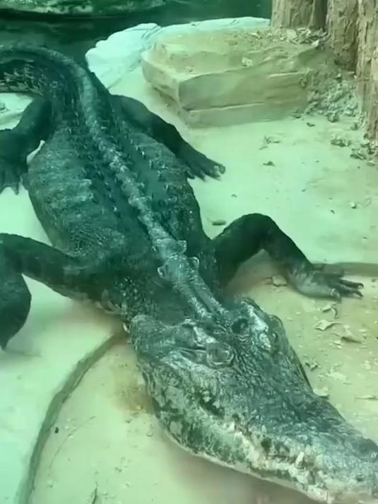 体型最大的鳄鱼,湾鳄,能在海里生活的咸水鳄