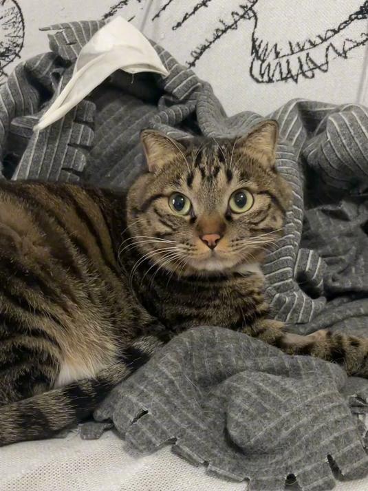 喵星警察局说把这个没有蛋蛋的小猫咪送给我了