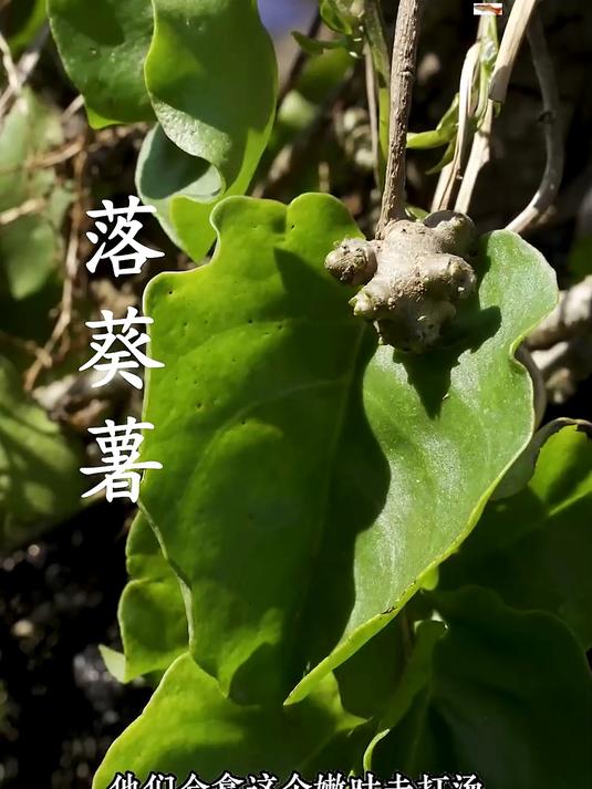春天来了，万物复苏，大家应该顺应时节多吃野菜