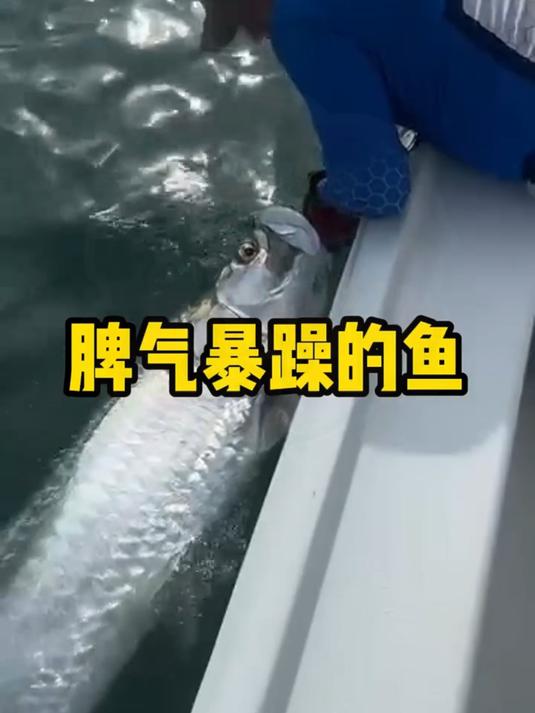 钓鱼佬钓到的这条鱼至少也有200斤重