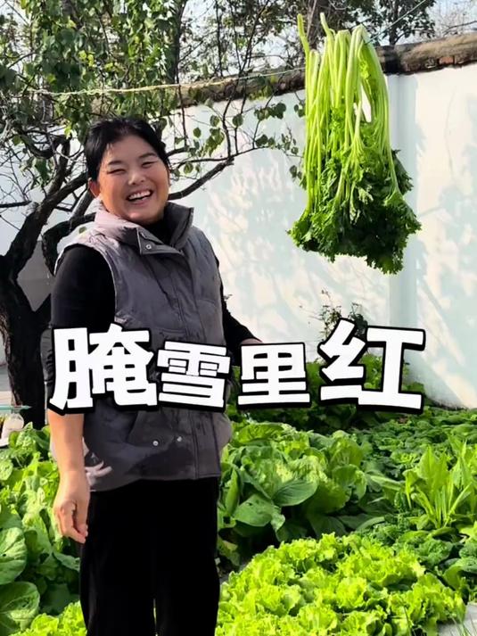 冬天的农村是这么腌咸菜的(雪里蕻菜)
