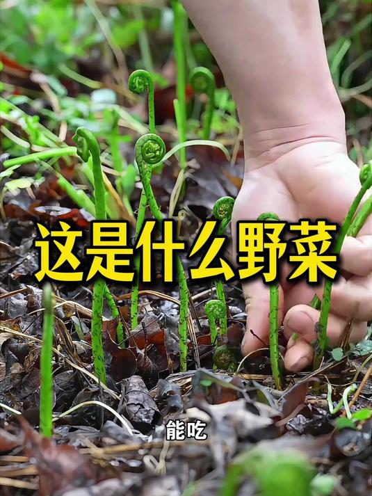 这是什么野菜?#美食##农村##青菜##野菜识别#