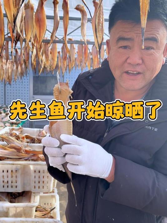 口感美味的先生鱼开始晾晒啦,六成干自然晾晒,干净卫生