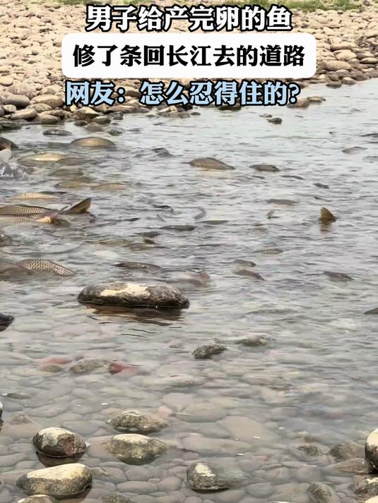 羊栖菜丰收啦,你吃过没有?凉拌脆脆的,特别好吃!
