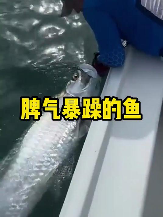 钓鱼佬钓到的这条鱼至少也有200斤重