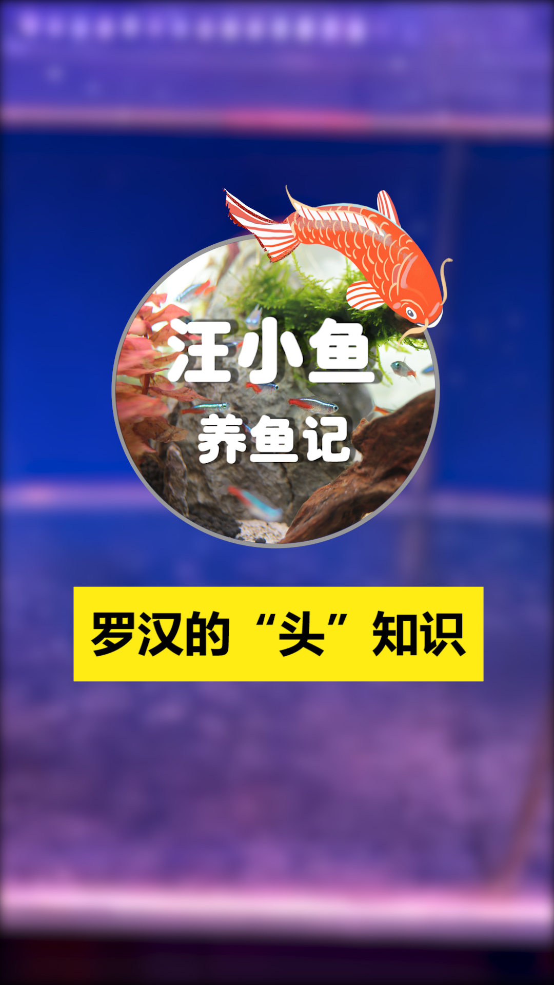 汪小鱼养鱼记——罗汉鱼起头的秘密