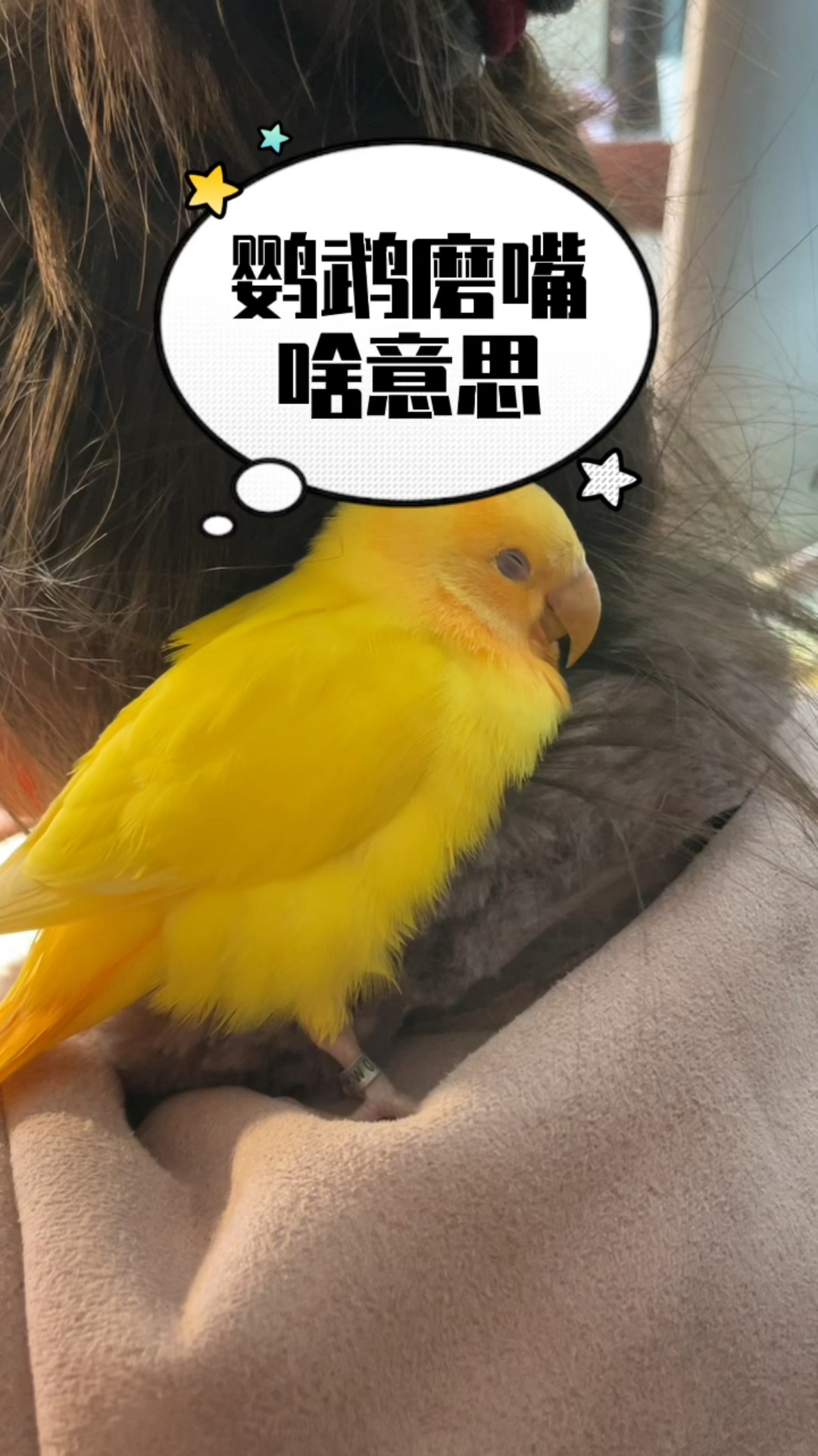 鹦鹉磨嘴啥意思