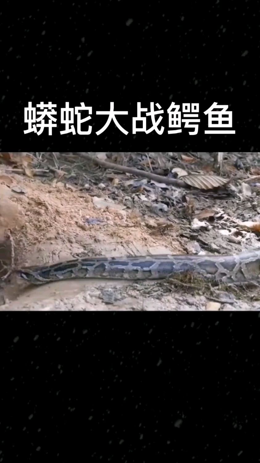 蟒蛇大战鳄鱼