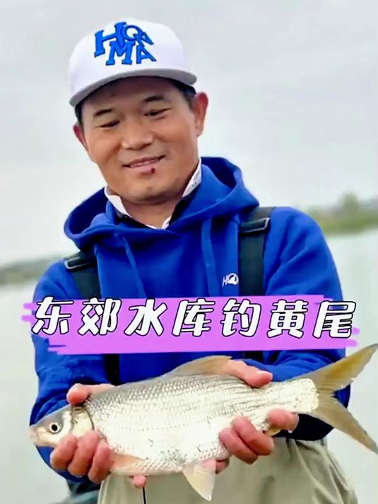 菜花黄,钓鱼忙,东郊水库钓黄尾