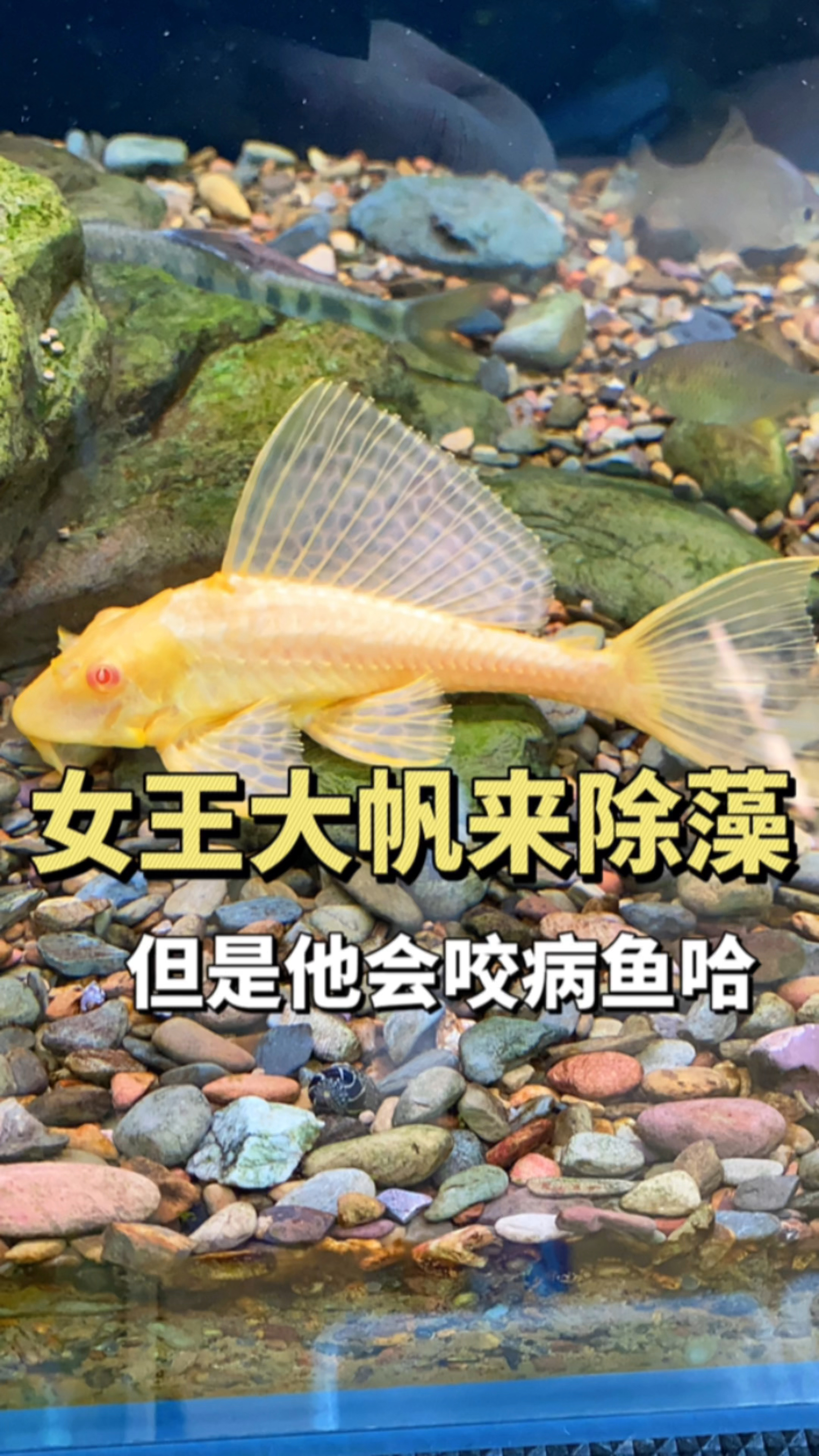 女王大帆清理鱼缸的绿藻