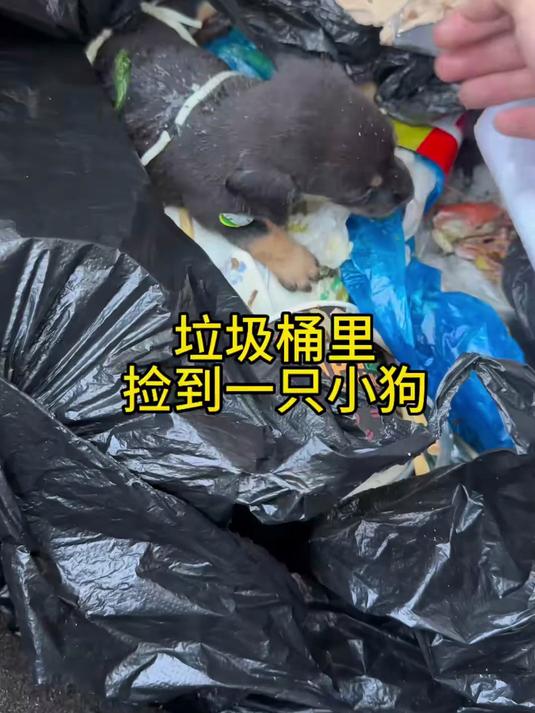 在垃圾桶捡到一只小狗，东西也不吃