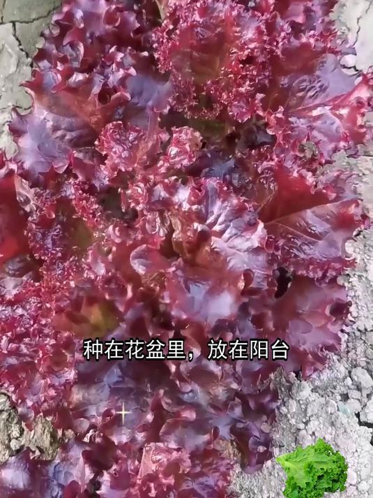 紫叶生菜种植:感受生命的顽强与美好