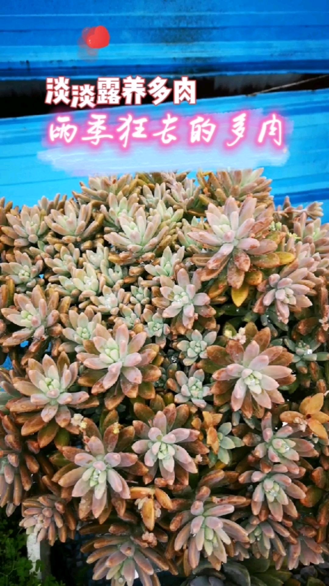 露养多肉爆仔狂魔,爆芽素算什么
