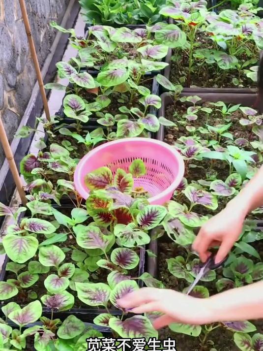 红苋菜籽发芽率98%,不挑土壤长得快,全家吃菜不用买