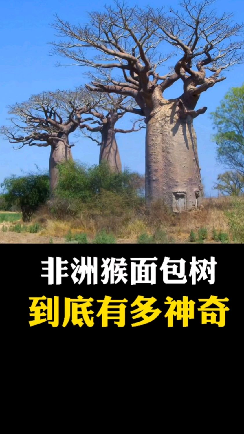 非洲猴面包树到底有多神奇!