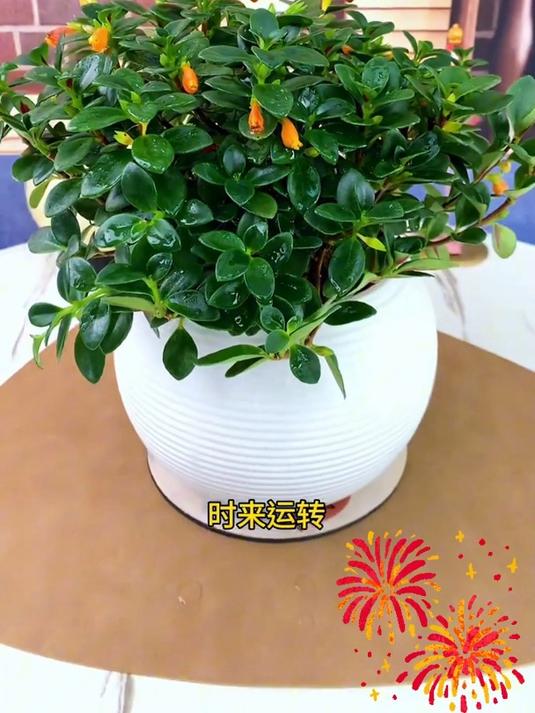 金鱼花吊兰盆栽,常年开花,寓意好,满屋飘香