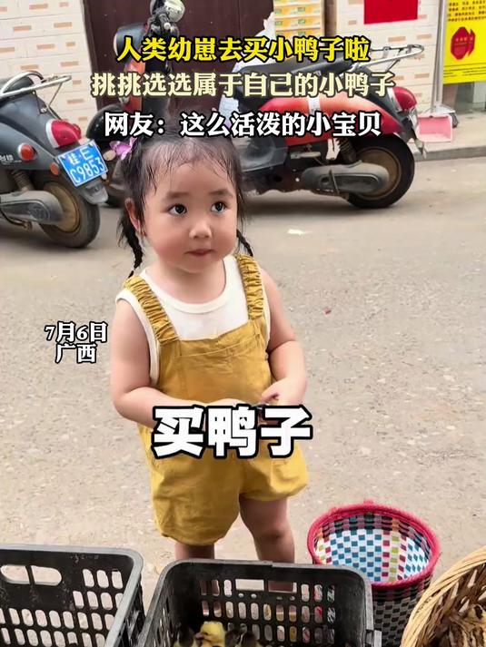 人类幼崽去买小鸭子啦,挑挑选选属于自己的小鸭子