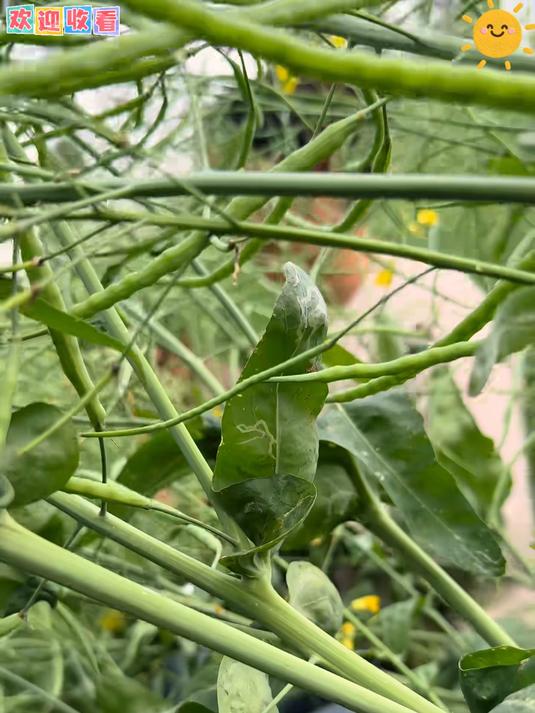 黑亮黑亮的农家菜籽油炒起来的菜都非常香