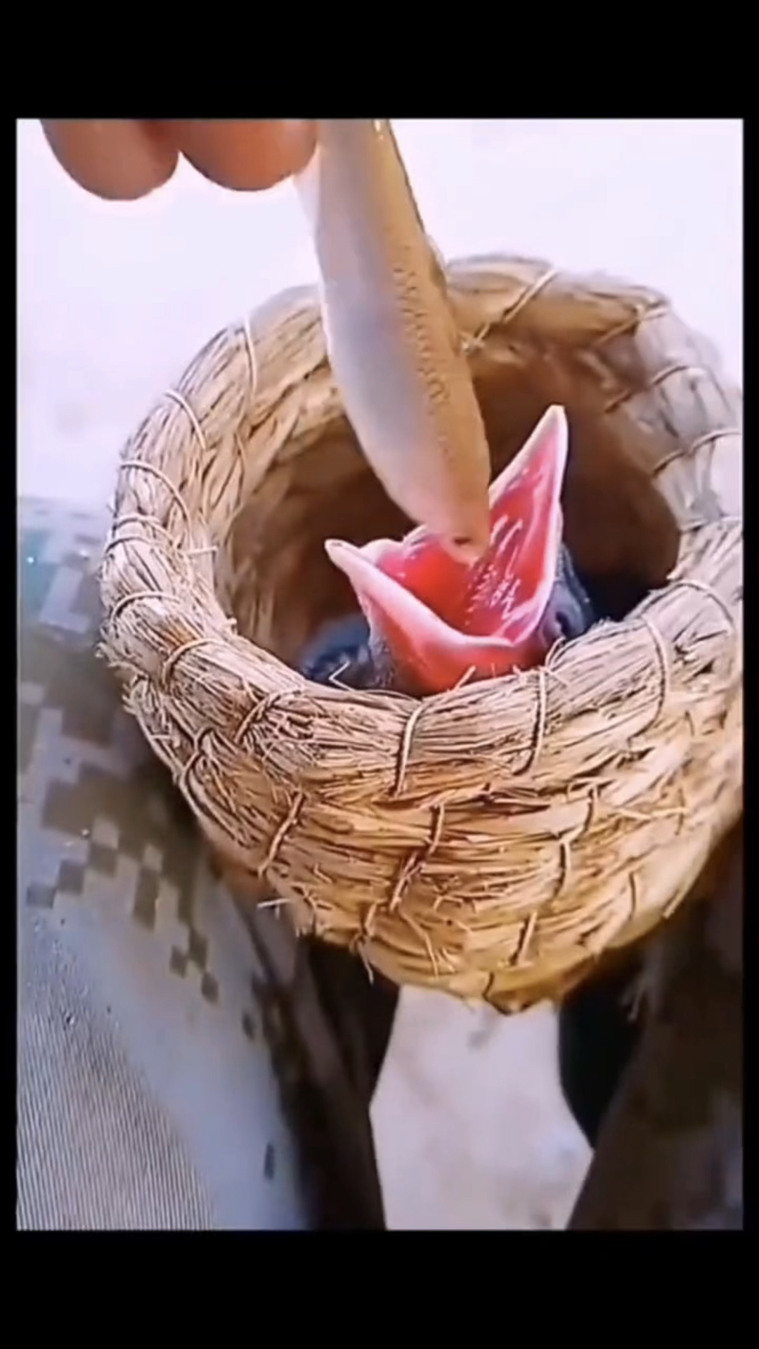 “鱼丸就是这样做的吗?”
