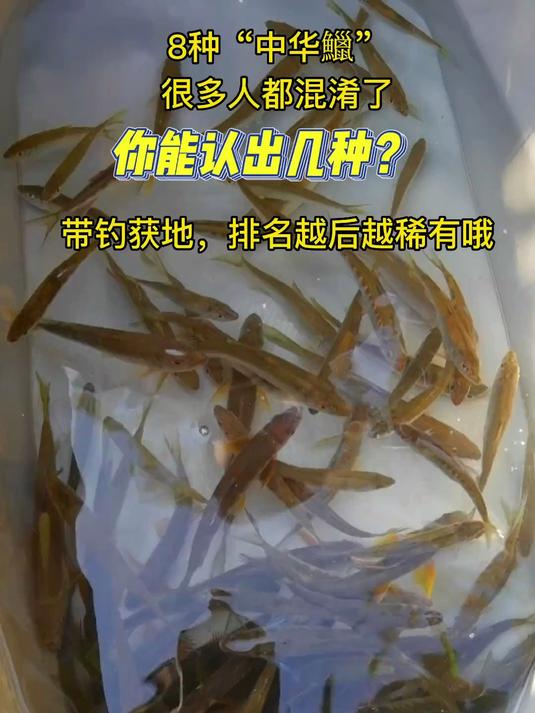 邻近解锁的8种鱲，稀有鱼，明年目标广东类高屏