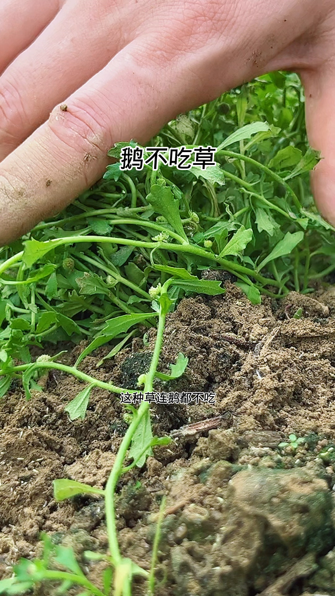 鹅不食草 你见过吗?#民间小偏方治大病 #中草药科普