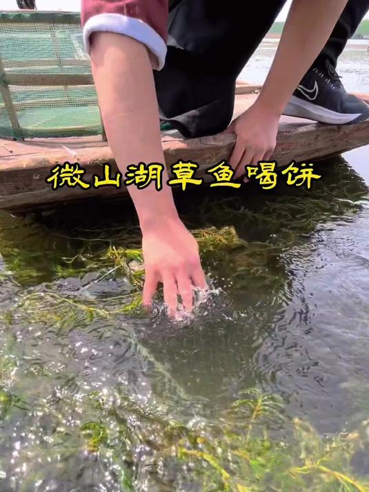 土生土长微山人教大家做微山湖草鱼喝饼