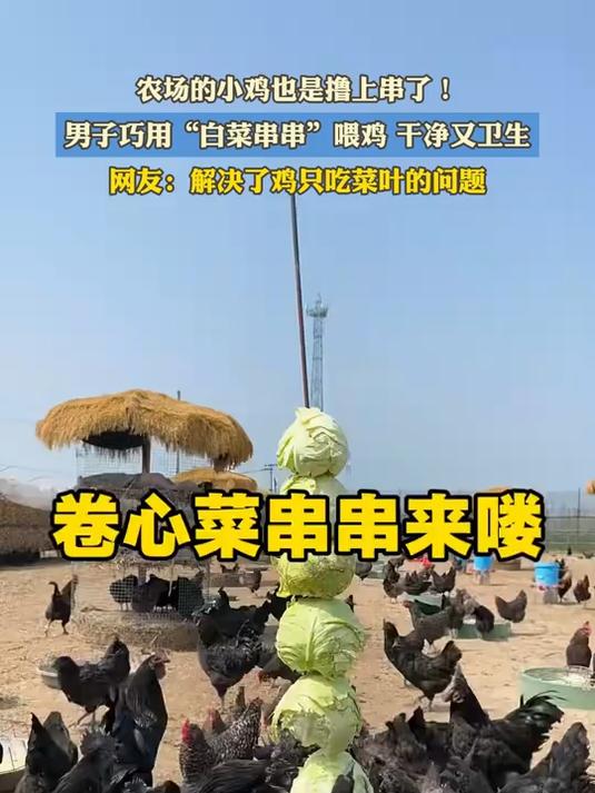 农场的小鸡也是撸上串了！男子巧用“白菜串串”喂鸡干净又卫生