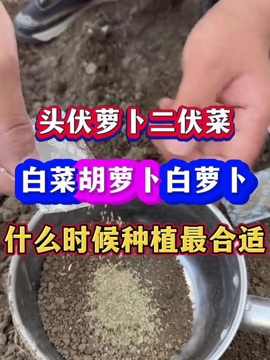 头伏萝卜二伏菜白菜胡萝卜白萝卜什么时候种植最合适