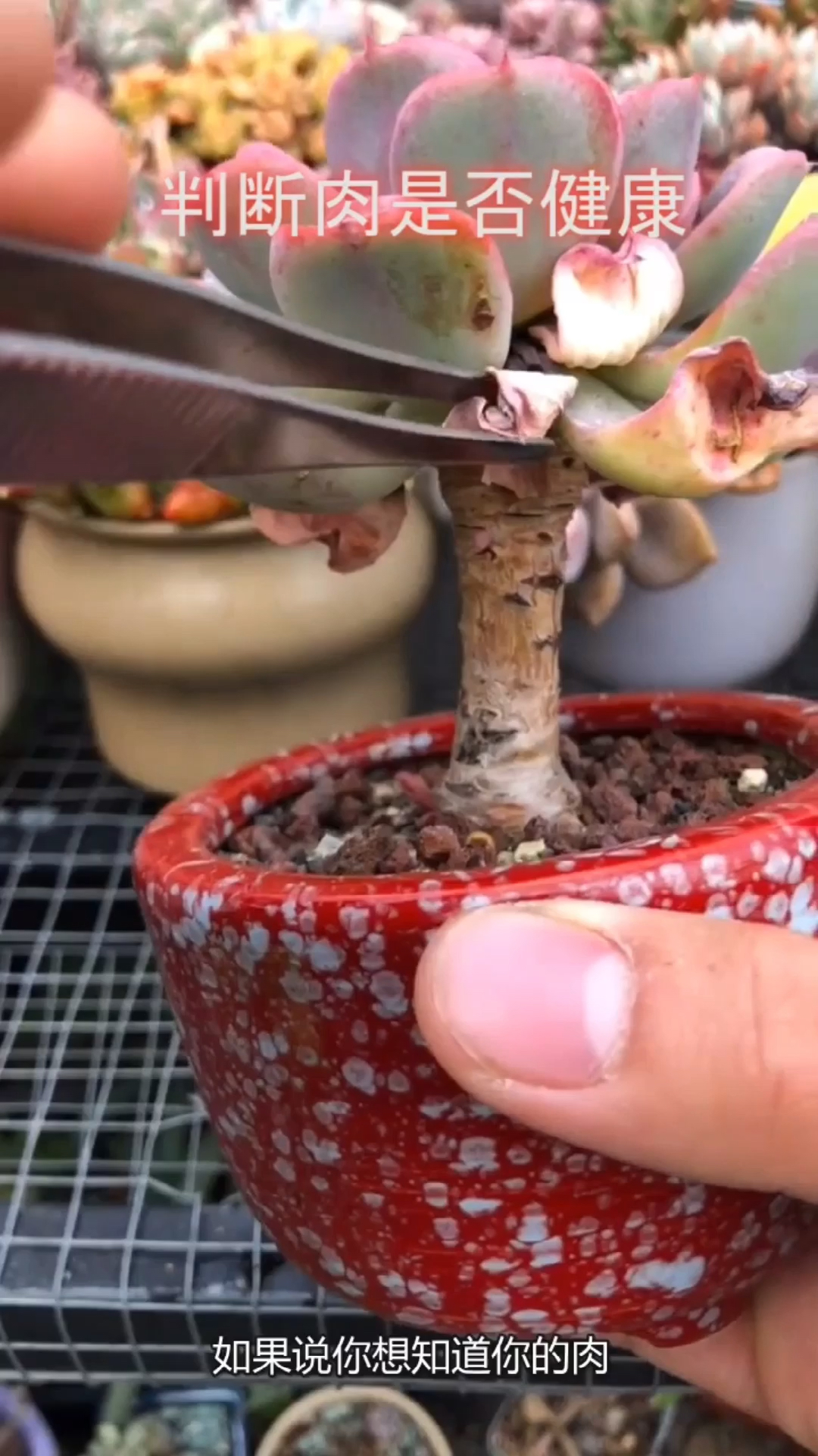 多肉植物爱好者 记录我的多肉植物生长过程20秒教会你如何成为多肉植物专家