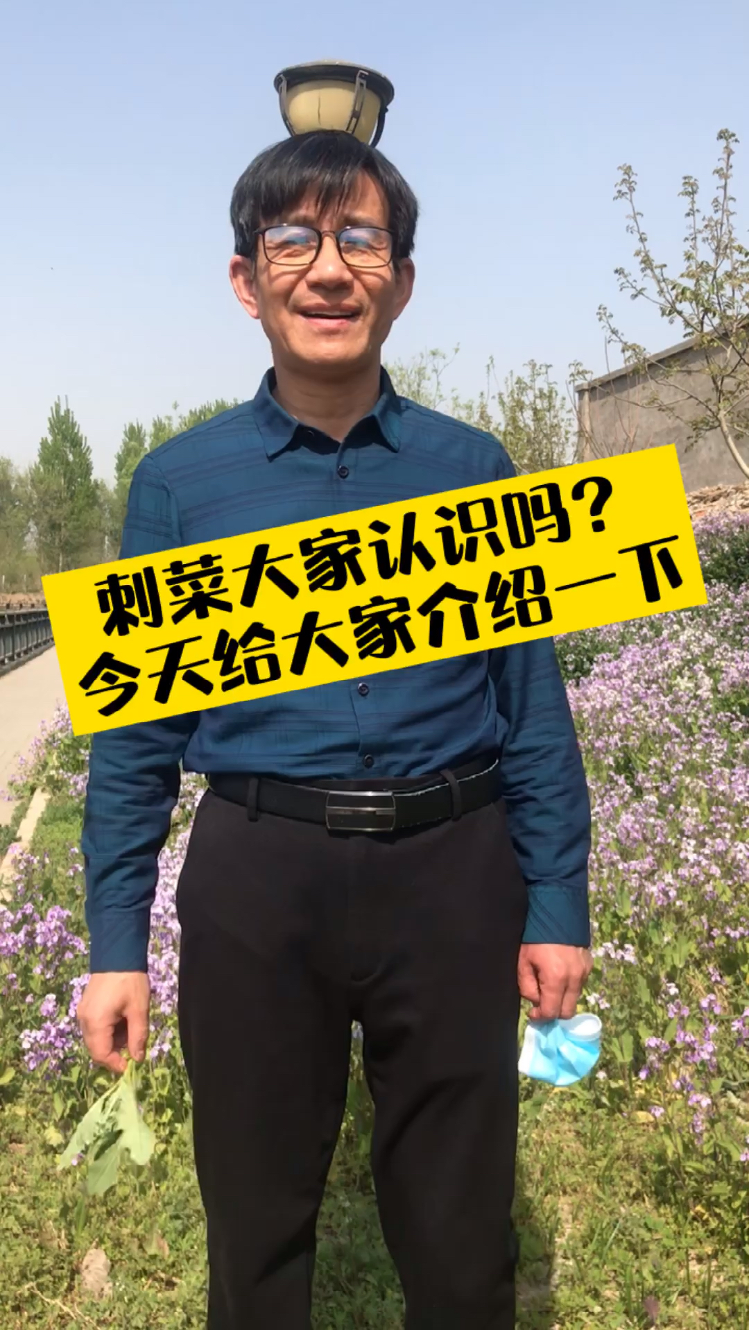 刺菜是既熟悉又陌生的植物