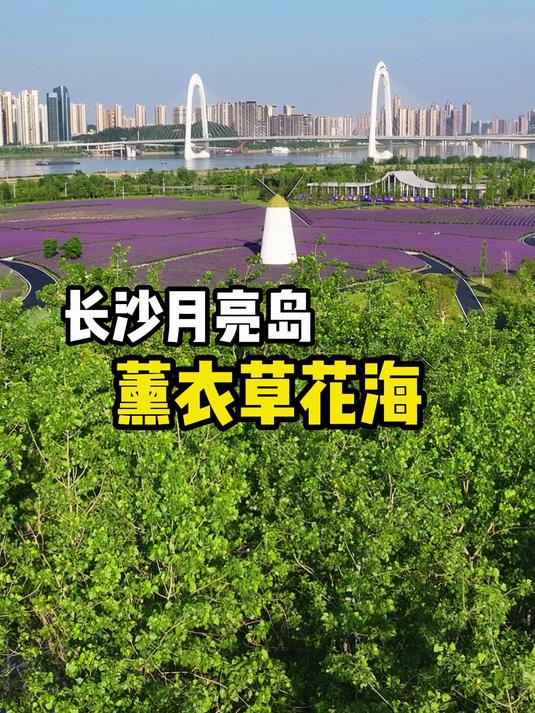 长沙的紫色浪漫-月亮岛薰衣草花海,想问什么时候可以上岛打卡?