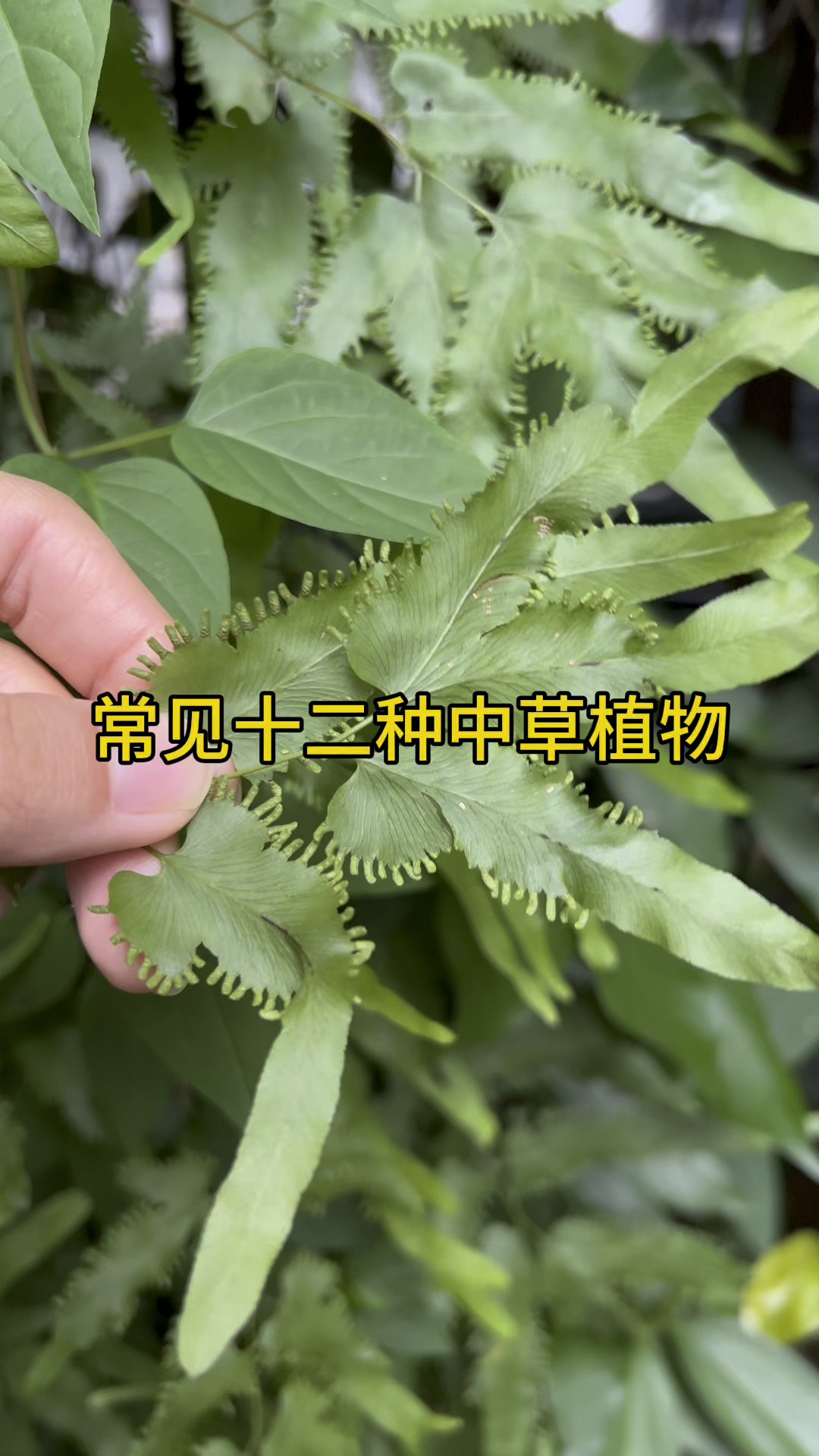 你都认识吗?#趣味本草 #你的家乡有这种植物吗