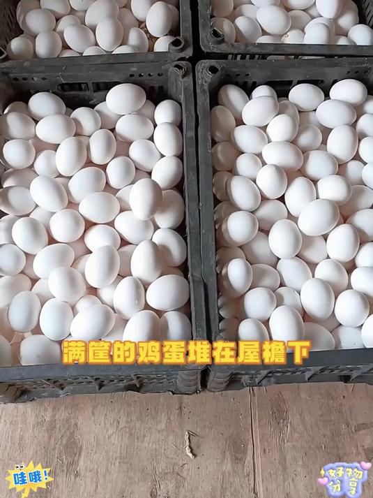 正宗土乌鸡蛋 蛋清浓稠 老人小孩都爱吃