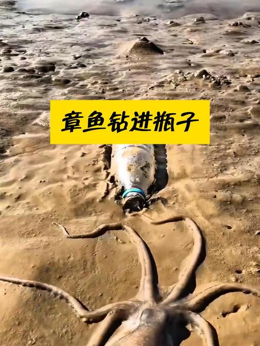 章鱼钻进瓶子里,过程十分丝滑