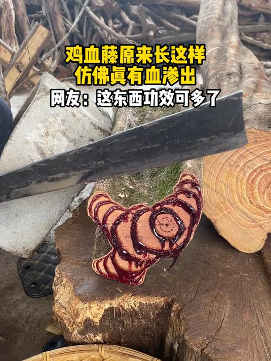 鸡血藤原来长这样,仿佛真有血渗出,网友:这东西功效可多了