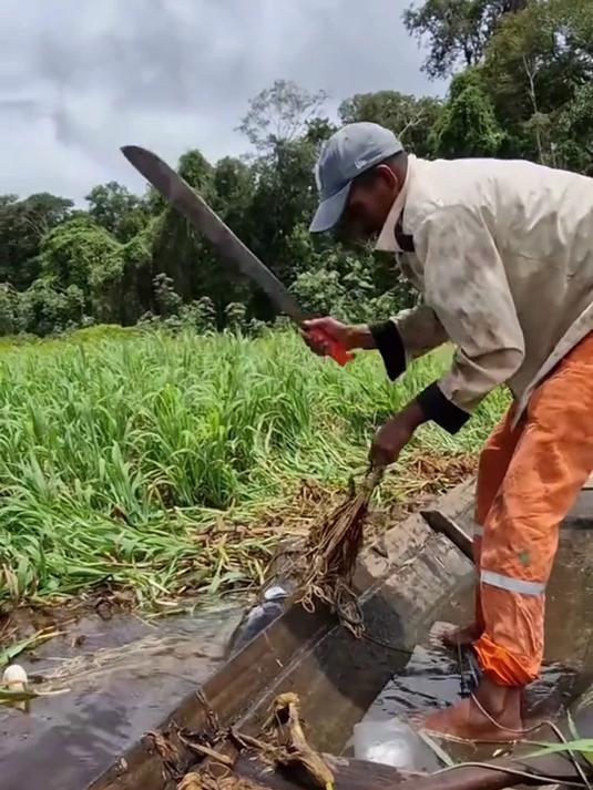 巨骨舌鱼为什么这么硬?