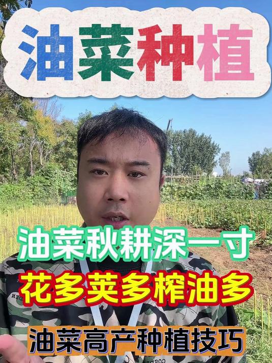 油菜秋耕深一寸花多荚多榨油多