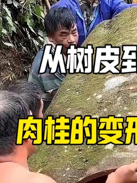 你吃的肉桂，竟是这么从树上“剥”出来的！
