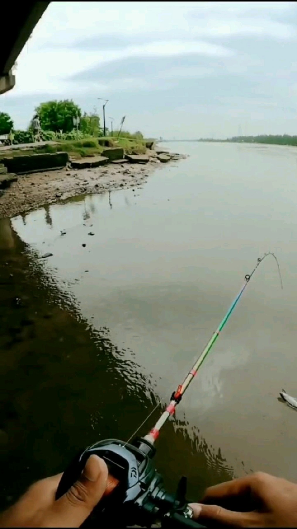 红眼鳟就喜欢呆在这些地方捕食