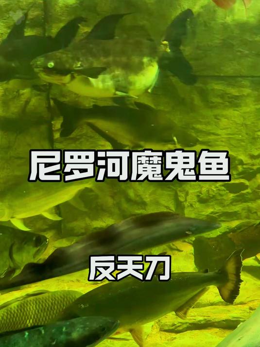 新同事尼罗河魔鬼鱼，反天刀入职猛鱼缸遭霸凌致尾断10公分