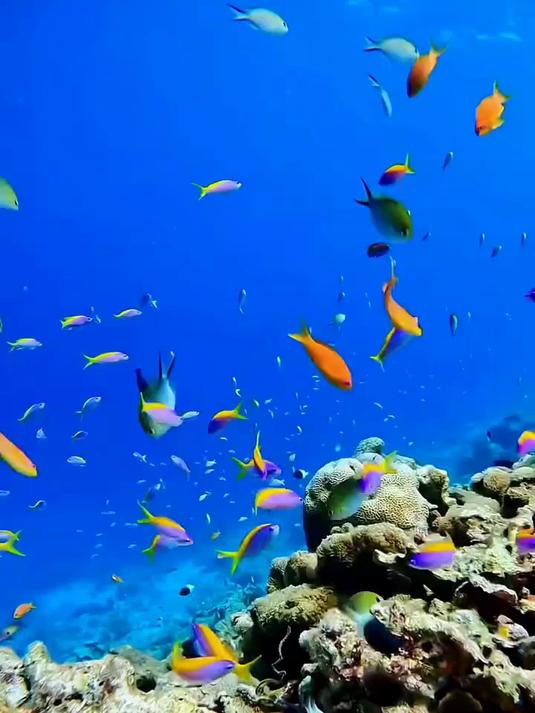 一起看看海底世界 奇妙的海洋生物 蓝色治愈系 鱼儿自由自在