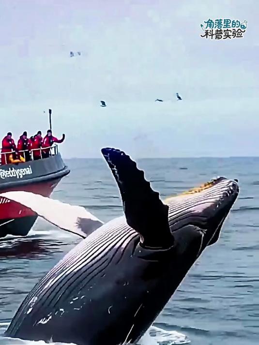 小猴子真的是太有灵性了，发现了奄奄一息的鲸鱼，把小哥喊过来了