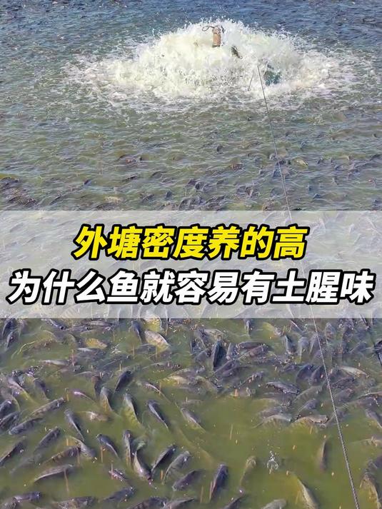 外塘密度养的高,为什么鱼就容易有土腥味?