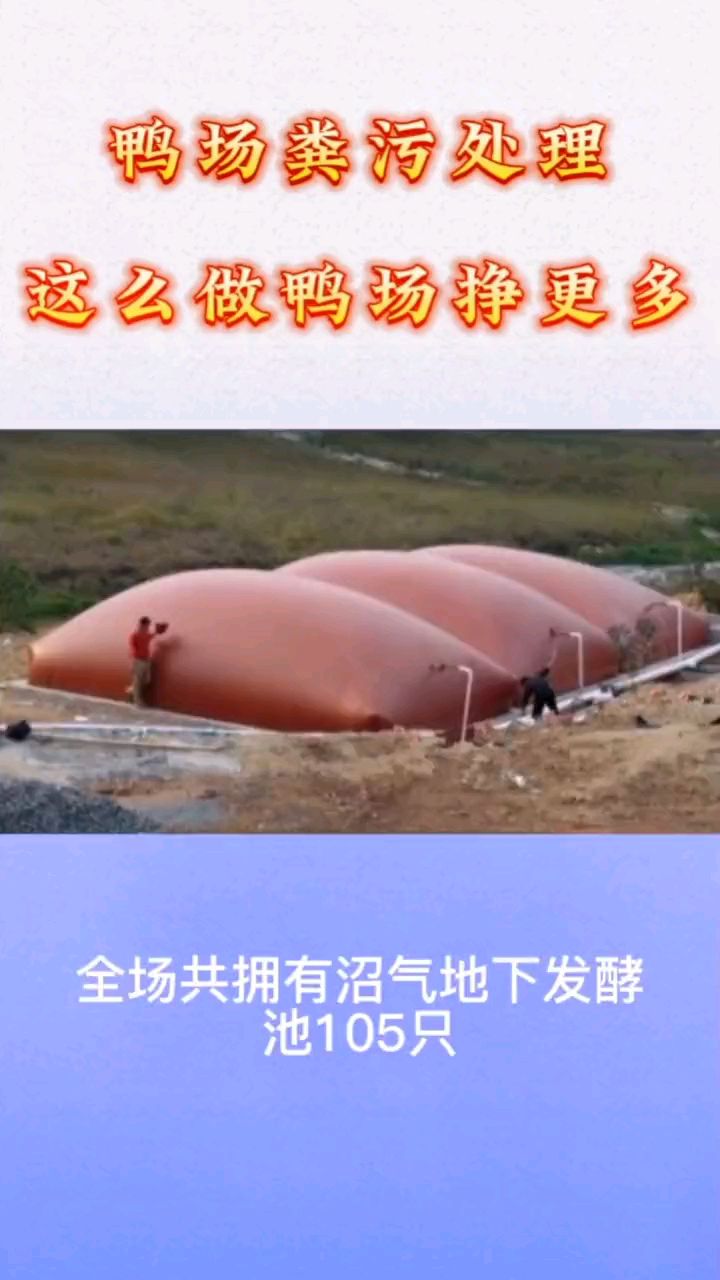 鸭粪如何处理,沼气池帮助你