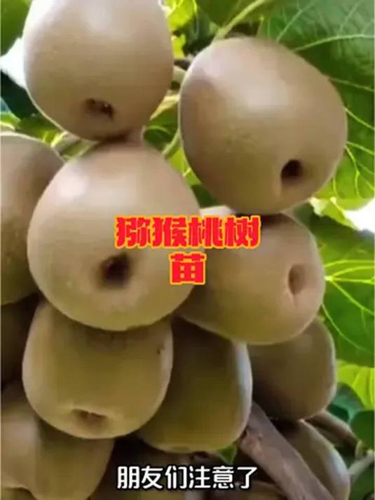 猕猴桃树苗:南北不挑地,庭院菜地随便种,到货即种