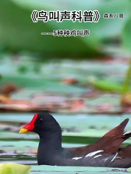 5种秧鸡的叫声,白面水鸡最熟悉,董鸡躲在稻田里最神秘