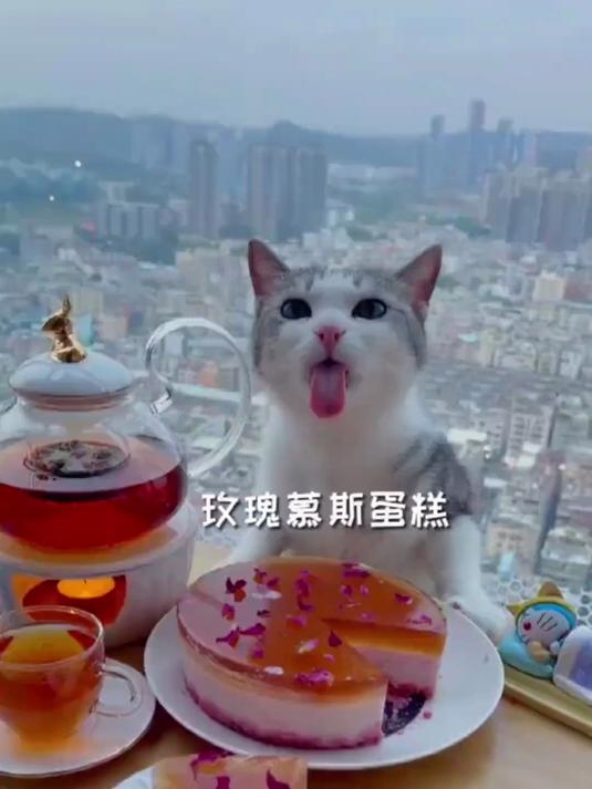 猫竟然会做玫瑰慕斯蛋糕#优质视频激励计划#
