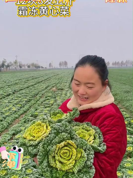 黄心菜